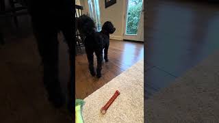 Kobi, The Labradoodle