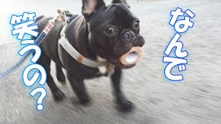 本業 パトロール と副業 トレジャーハンター で大忙しのフレンチブルドッグココ