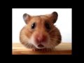 Funny Christmas Songs - Jingle Bells (Waddles the Hamster)