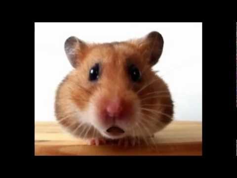 funny-christmas-songs---jingle-bells-(waddles-the-hamster)