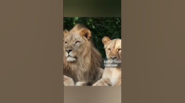 Stunning AI-Generated Imagery - A Visual Journey