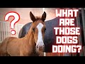 Rising Star⭐ doesn't know what the dogs are doing | Friesian Horses