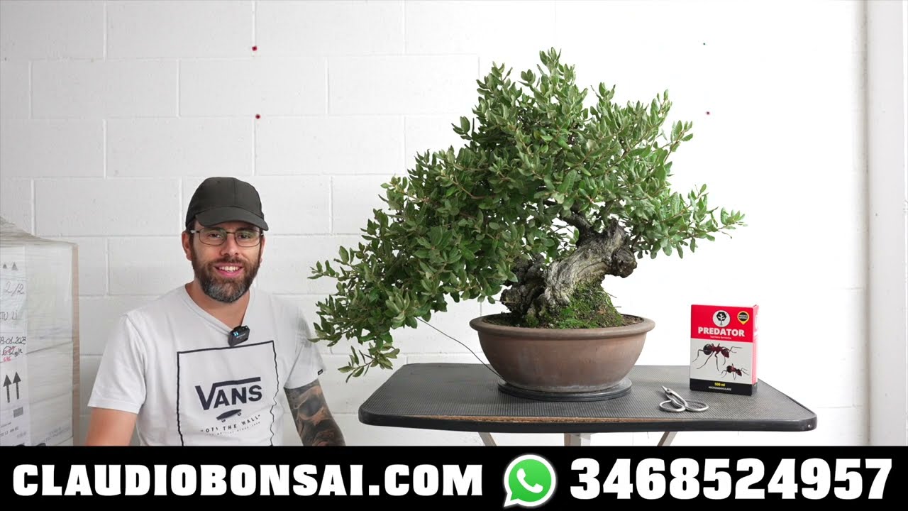 NUOVO LECCIO BOMBA, perché non vado in natura a raccogliere i bonsai