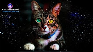 Misión Espiritual del Gato: Protector de tu Hogar y Sanador de Enfermedades