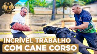 Como treinar um Cane Corso de elite? Conheça o manejo do Golden Cane | Cinofilia Digital