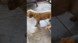 Mr. Green from Rosie's Litter by Imagination Goldens 258 views 6 months ago 4 minutes, 14 seconds