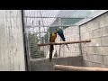 🦜👉ara-ave ,  guacamayo azul y amarillo (Ara ararauna)