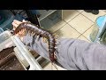 Giant Pet Centipede Crawls All Over Its Owner