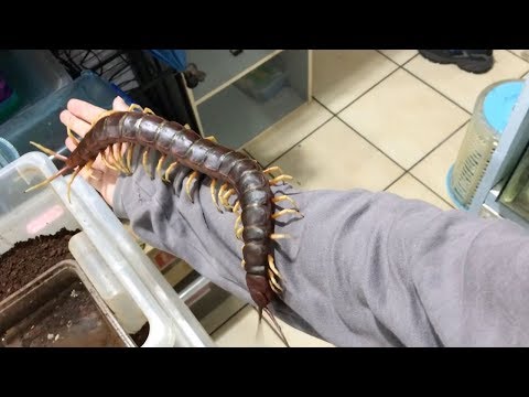 Video: Creepy Scolopendra Gigantea Centipede