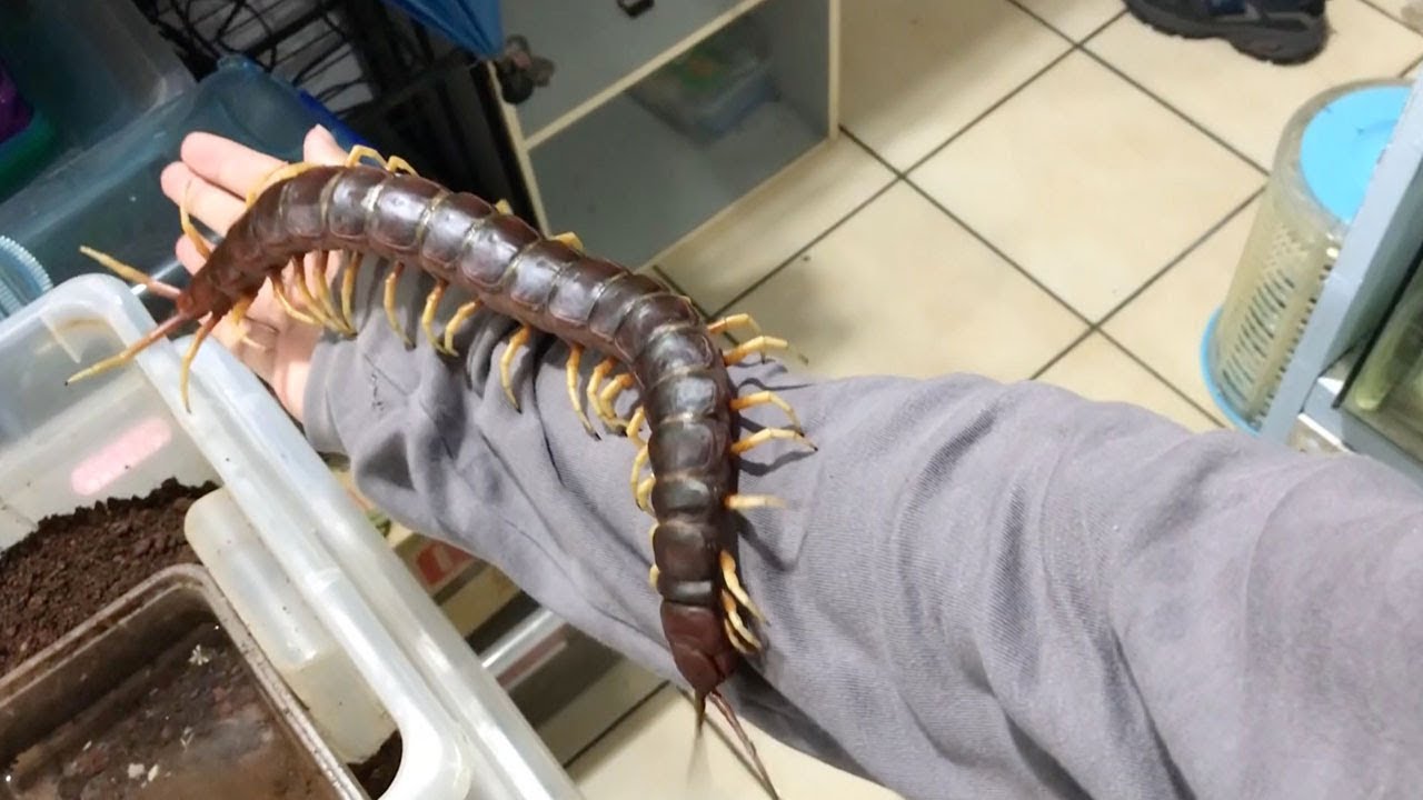 Giant Pet Centipede Crawls All Over Its Owner Youtube