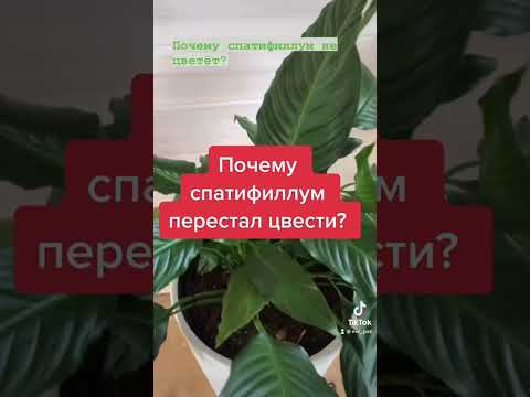 ПОСЛЕ ПЕРЕСАДКИ, СПАТИФИЛЛУМ