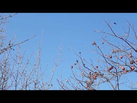 შაშვი შეექცევა კარალიოკს)))