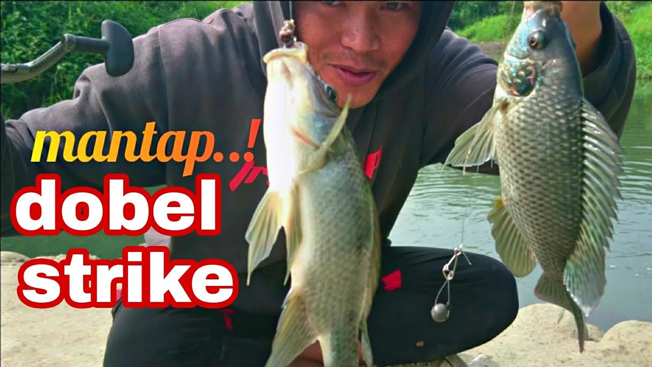 Umpan jitu untuk mancing  ikan nila  Babon Liar terbanyak 