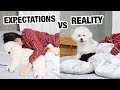 Owning A Dog: Expectations vs. Reality の動画、YouTube動画。