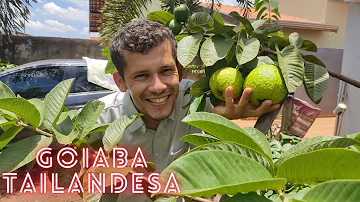 Quanto tempo a goiaba tailandesa produz?