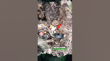 Kepala Ular dikira Brondolan sawit #shorts #panen #buah #sawit