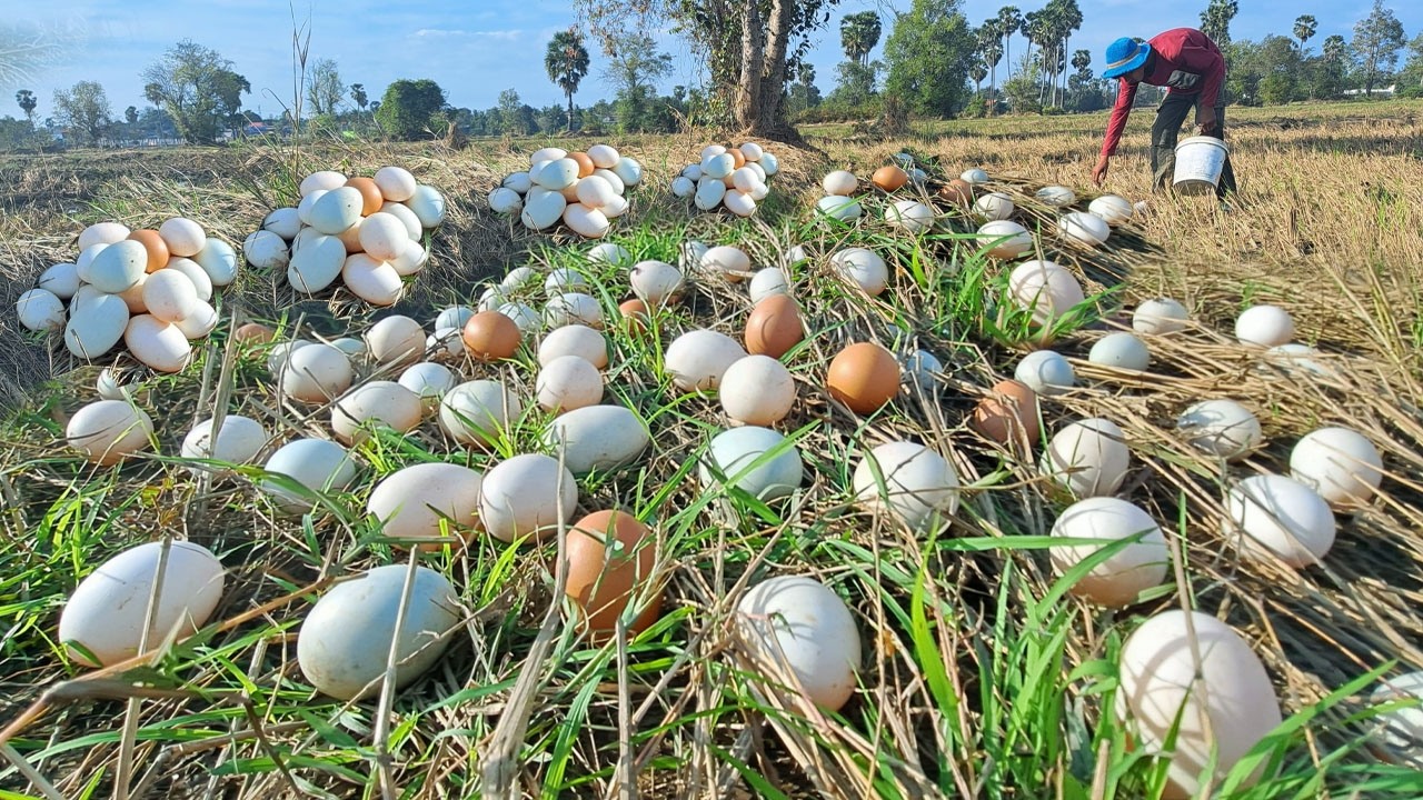 Top catching fish amazing! pick a lot of eggs on the hive under a tree pick by hand