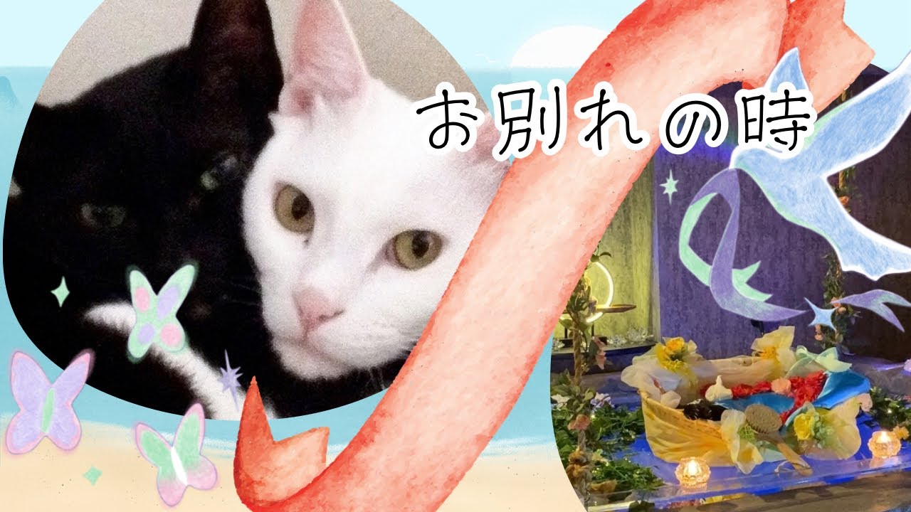 虹の橋を渡った咲ちゃんと春ちゃん＊高齢猫＊19才