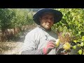 How To Pick Pears In Portugal || Nepali Workers In Pears Portugal || Saroj Mahat