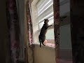 Баловство или Кот в окне.