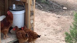 DIY Chicken Watering System by It's Worth It 368 views 2 years ago 1 minute, 35 seconds