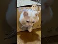 ボス猫のハサウェイ