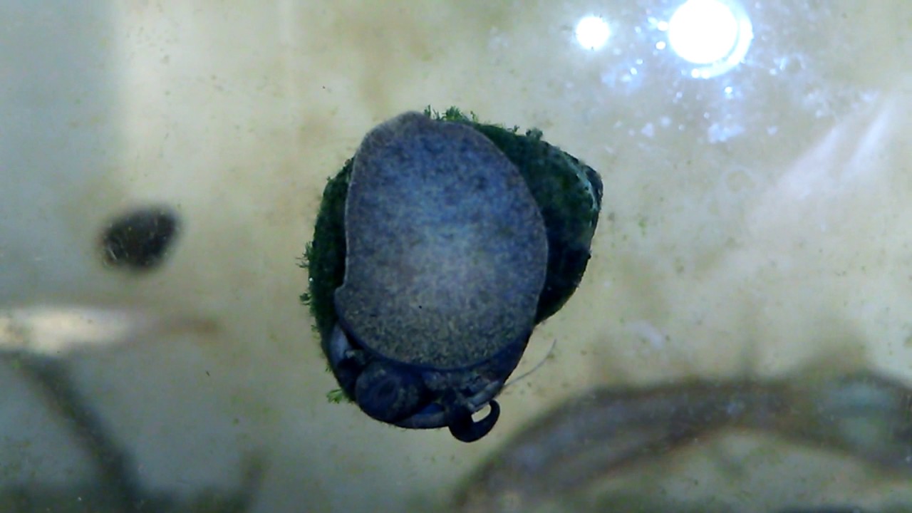 衝撃映像 タニシが水槽の苔を食べてる瞬間 水槽の掃除屋さん 風の谷のナウシカ 王蟲 Youtube