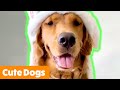 Cute Dogs That Will Make You Smile | Funny Pet Videos