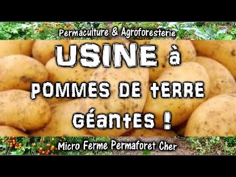 Vidéo: Une Tonne De Pommes De Terre Par Cent Mètres Carrés, C'est Vrai