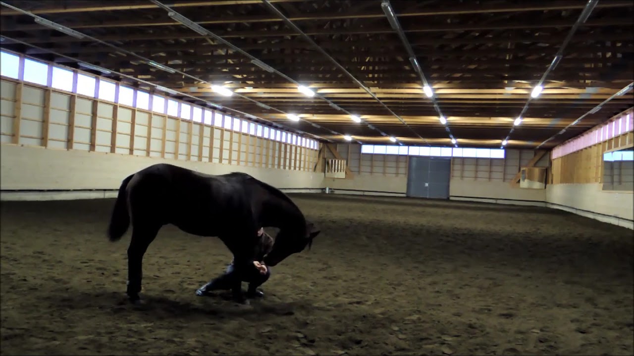 Horse bows/ Bowing horse. Hevonen kumartaa