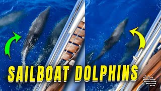 Dolphins Play Alongside Sailboat in Mediterranean Sea