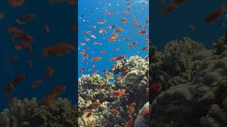 Coral Reef Visuals as Small Fish Swims Around