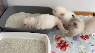 Introducing kitty litter to 7 week kittens by Fjärilflickans 3,363 views 4 years ago 4 minutes, 38 seconds