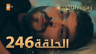 مسلسل زهرة الثالوث - الحلقة 246 | مدبلج | الموسم الثاني