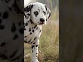 Dalmatian|Track 09 – First Breath Outside 🐶🔔❤️🎵