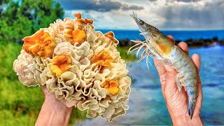 We Foraged DELICIOUS Edible Mushrooms & Caught MASSIVE Shrimp | Forest & Coastal Foraging in Florida
