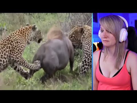 14 Magnificent Hunting And Chasing Moments By Wild Animals Part 2 | Pets House