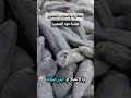 عشبة عود الصليب وفوائد لا تحصى