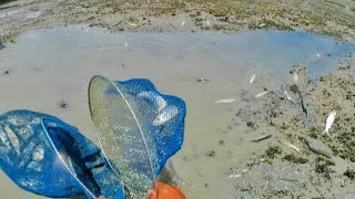 harvesting milkfish and looking for mangrove crabs left over from the harvest!