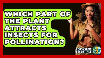 Which Part Of The Plant Attracts Insects For Pollination? - Ecosystem Essentials