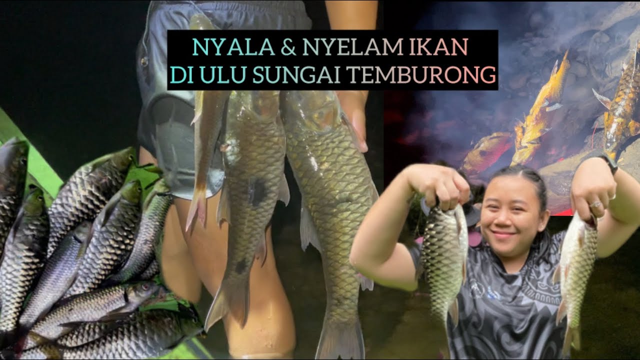 MENYELAM & MENJALA IKAN // Kali pertama masuk ke sungai ulu Temburong,Brunei🇧🇳