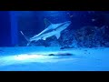 1【リラクゼーション音楽アクアリウム】疲れが取れる癒しのBGM～水族館【1時間】リラックス音楽，集中，睡眠，ヒーリング，疲労回復，ストレス解消