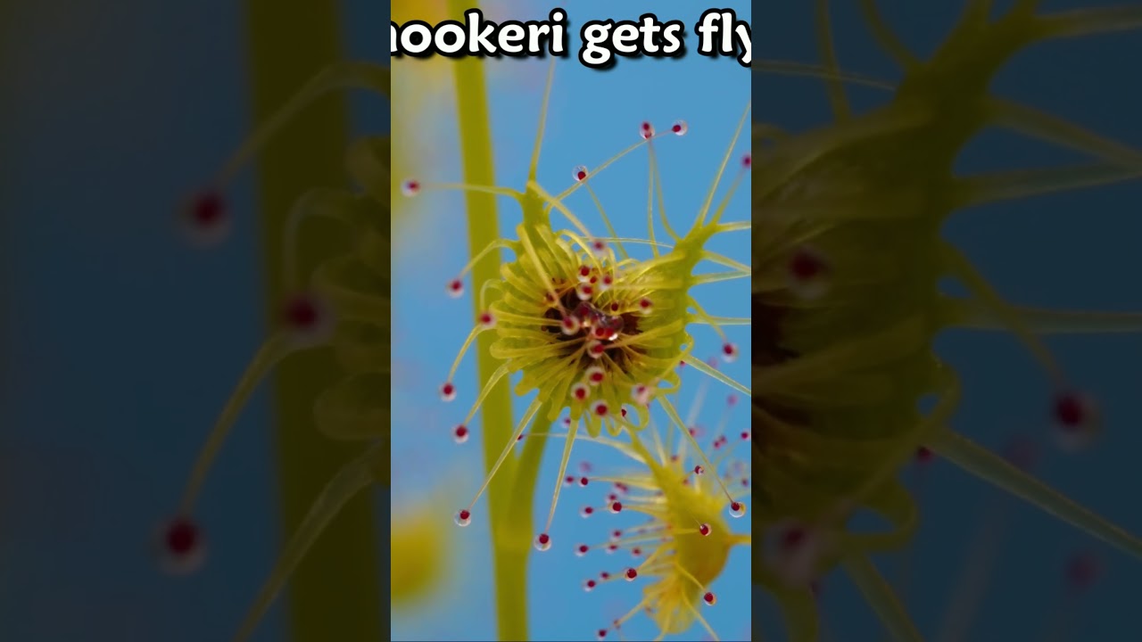 Timelapse of tuberous sundew getting a fly 
