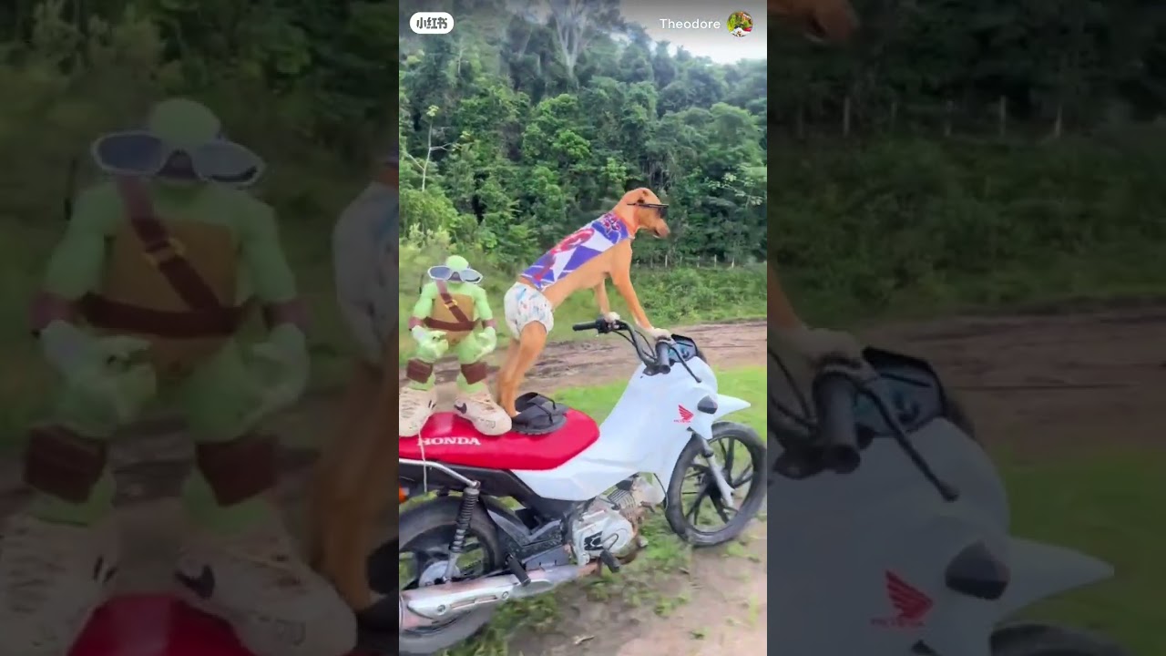 dog to cycling | impossible for to cycling 