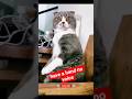 animal unlimited funny video