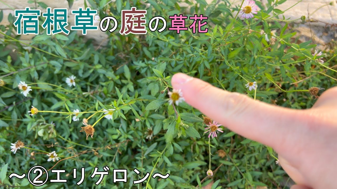 宿根草の庭の草花紹介コーナー～第2回エリゲロン～ - YouTube