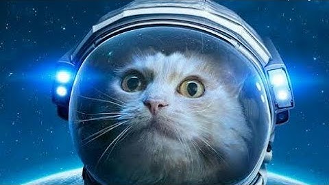 What Happened to Felicette in Space? *First Cat in Space*