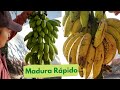 Idea brillante para madurar los bananos mas rápido | Con un Sabor Único