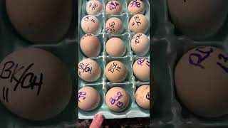 How I clean eggs before incubating them