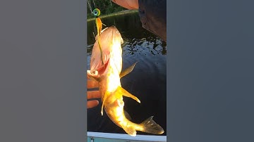 Walleye Smashes hair jig then northern Rips walleye open!! #walleye #fishing #northern